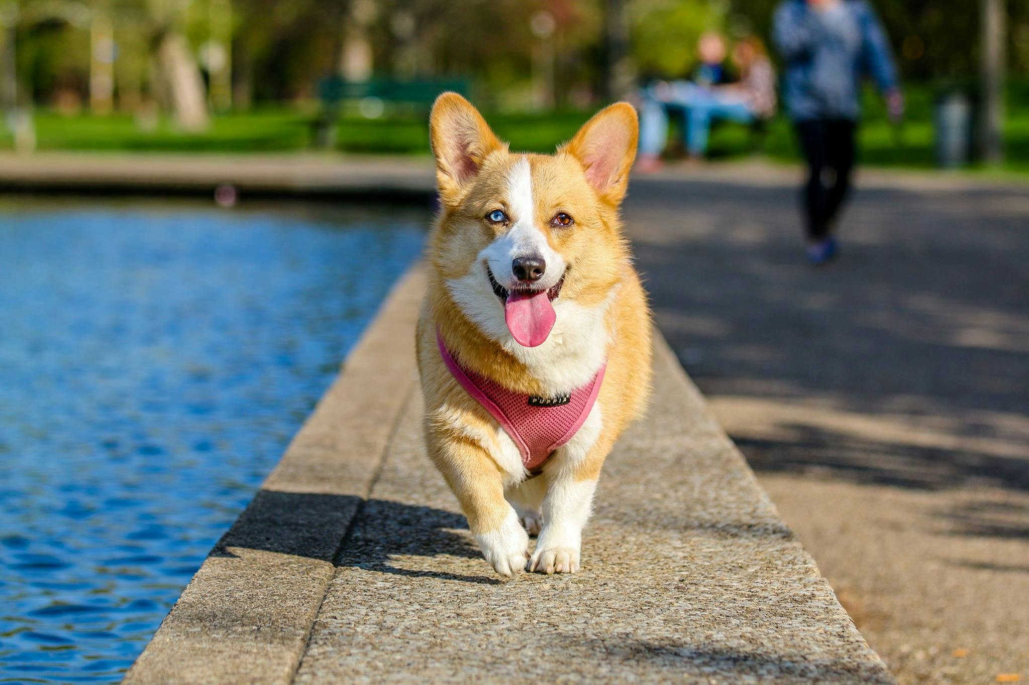Top Pet Grooming Products for a Shiny Coat
