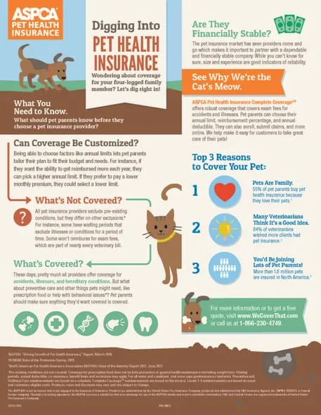 How to Choose the Right Pet Insurance Plan