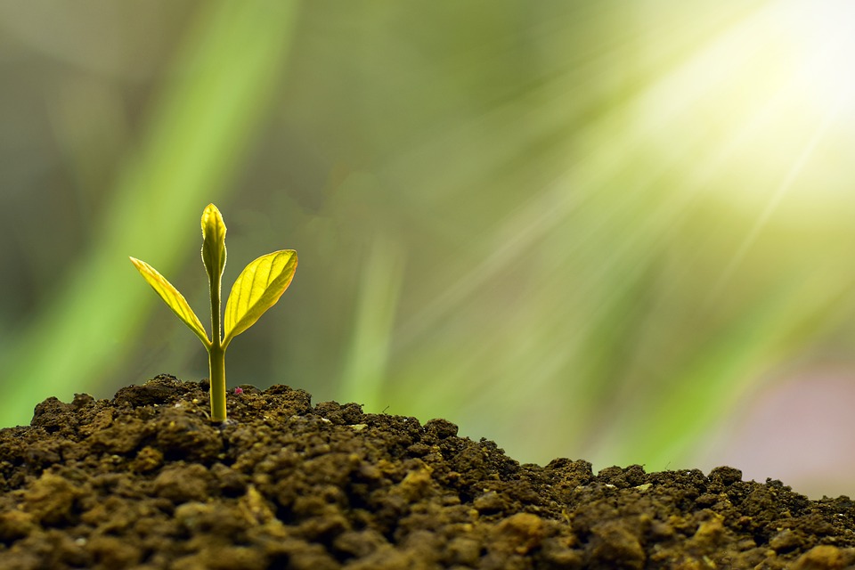 Top Indoor Plants for a Healthier Home Environment