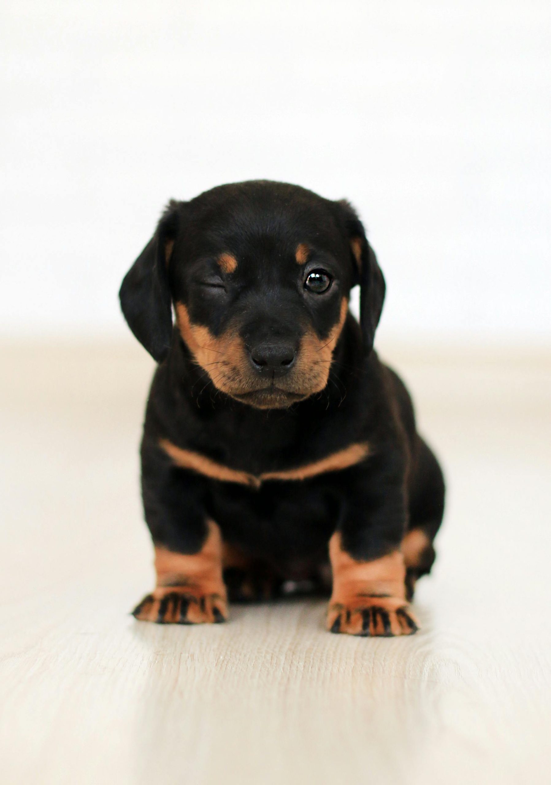 Best Pet GPS Trackers to Keep Your Furry Friend Safe